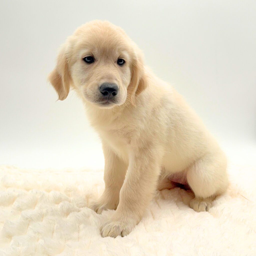 [#252461-09]  - Light Golden F Golden Retriever Puppies For Sale