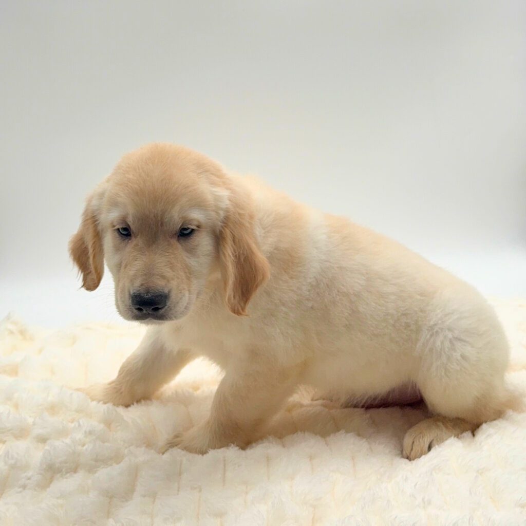 [#252461-02]  - Light Golden M Golden Retriever Puppies For Sale