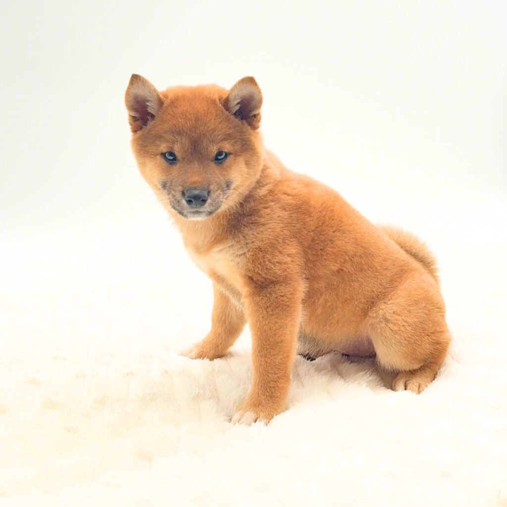 [#252399-04]  - Red / White F Shiba Inu Puppies For Sale