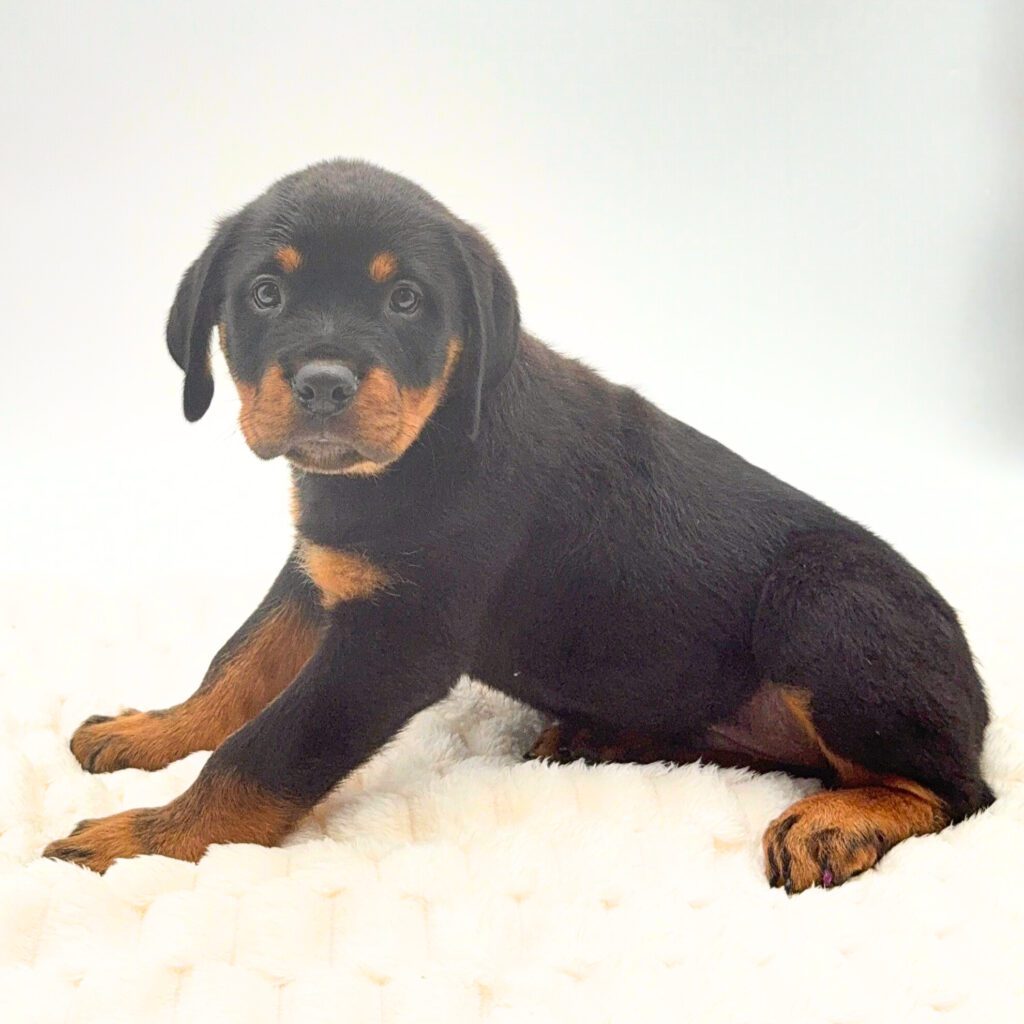 [#252254-01]  - Black / Tan M Rottweiler Puppies For Sale