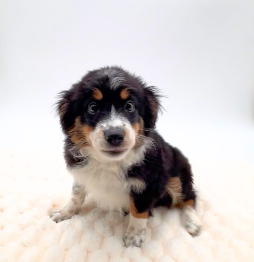 [#252386-03]  - Black F Australian Shepherd Puppies For Sale