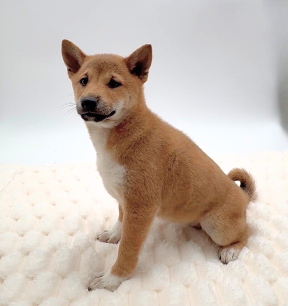 [#252154-03]  - Red Sesame F Shiba Inu Puppies For Sale