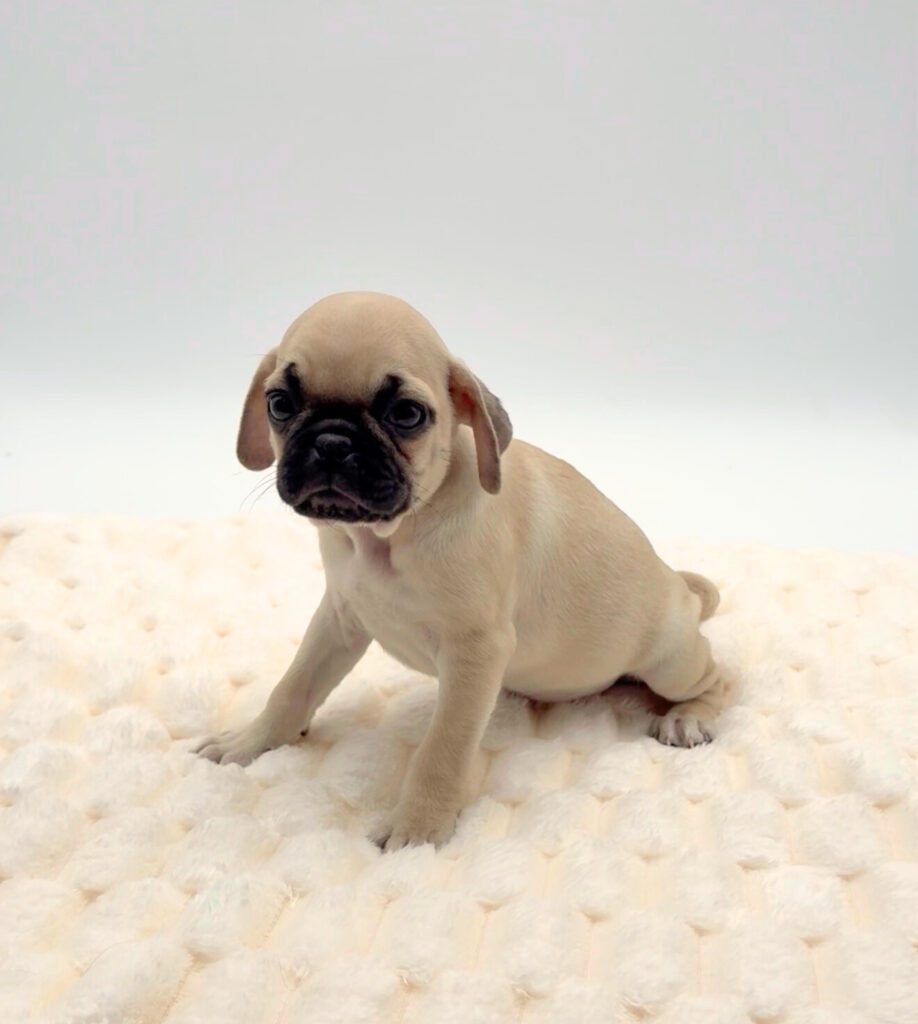 [#25679-01]  - Fawn M Pug Puppies For Sale
