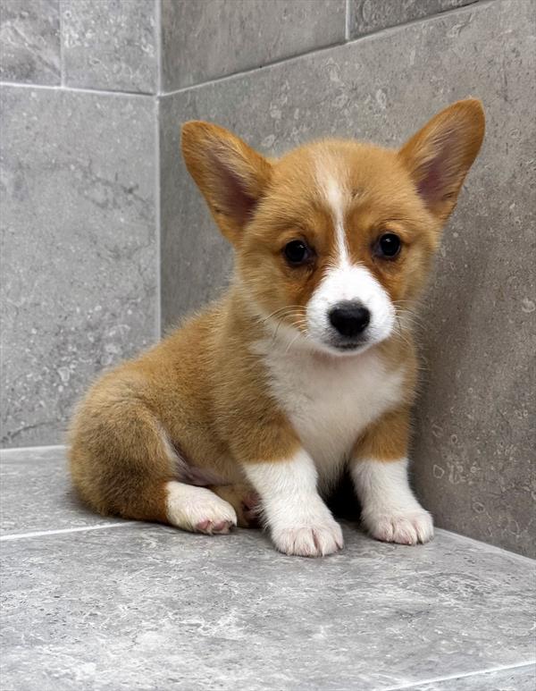 Pembroke Welsh Corgi Puppy Red White ID: 10000002280 Located at