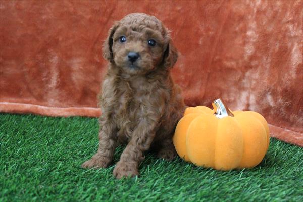 [#252007-01]  - Red M Poodle Puppies For Sale