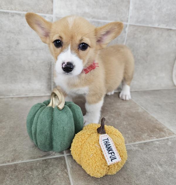 [#25439-05]  - Sable / White F Pembroke Welsh Corgi Puppies For Sale