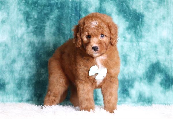 [#25197-02]  - Red / White M Goldendoodle Mini Puppies For Sale