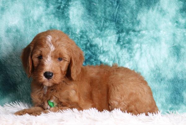 [#25197-04]  - Red / White M Goldendoodle Mini Puppies For Sale