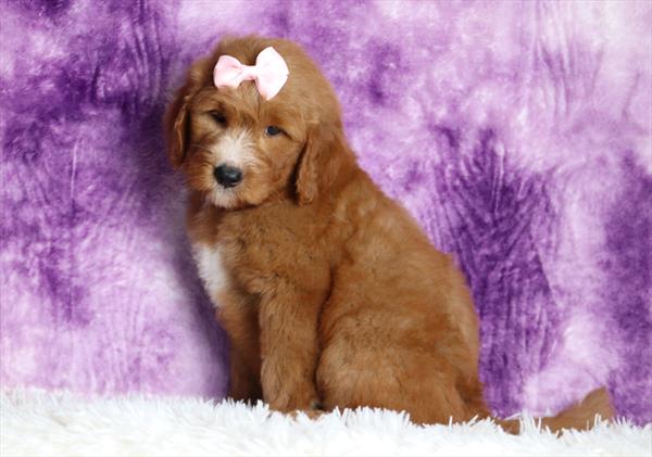 [#25197-05]  - Red / White F Goldendoodle Mini Puppies For Sale