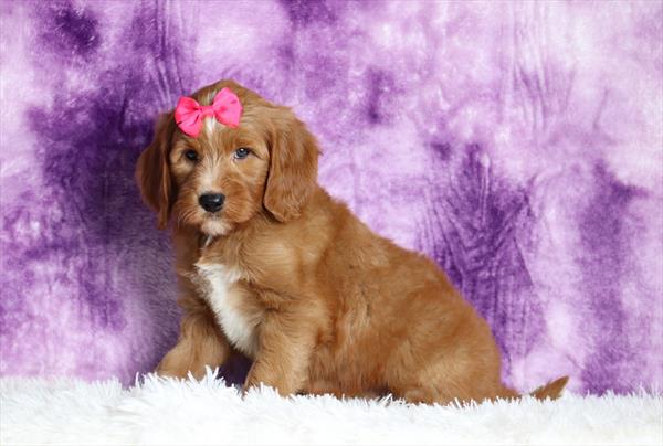 [#25197-06]  - Red / White F Goldendoodle Mini Puppies For Sale