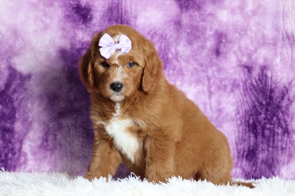 [#25197-07]  - Red / White F Goldendoodle Mini Puppies For Sale