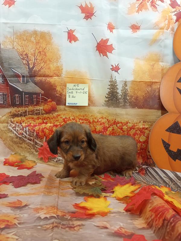 Dachshund Puppy Wild Boar ID: 3820 Located at Petland Miami