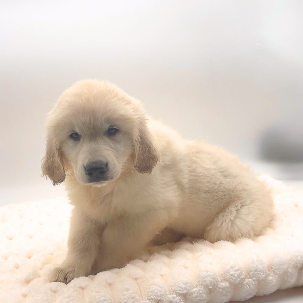 [#252464-02]  - Light Golden M Golden Retriever Puppies For Sale