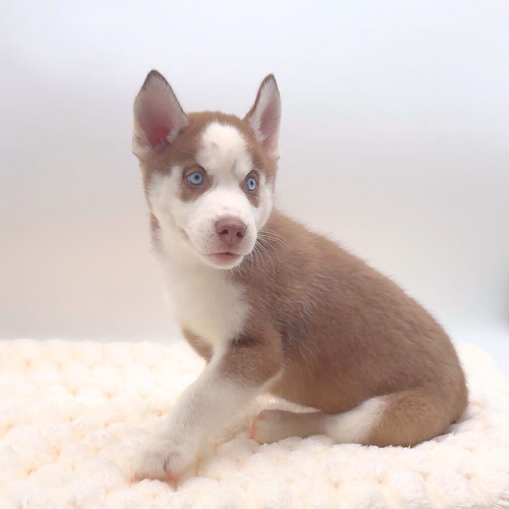 [#252445-02]  - Red / White M Siberian Husky Puppies For Sale