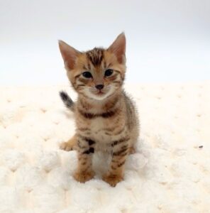 Bengal