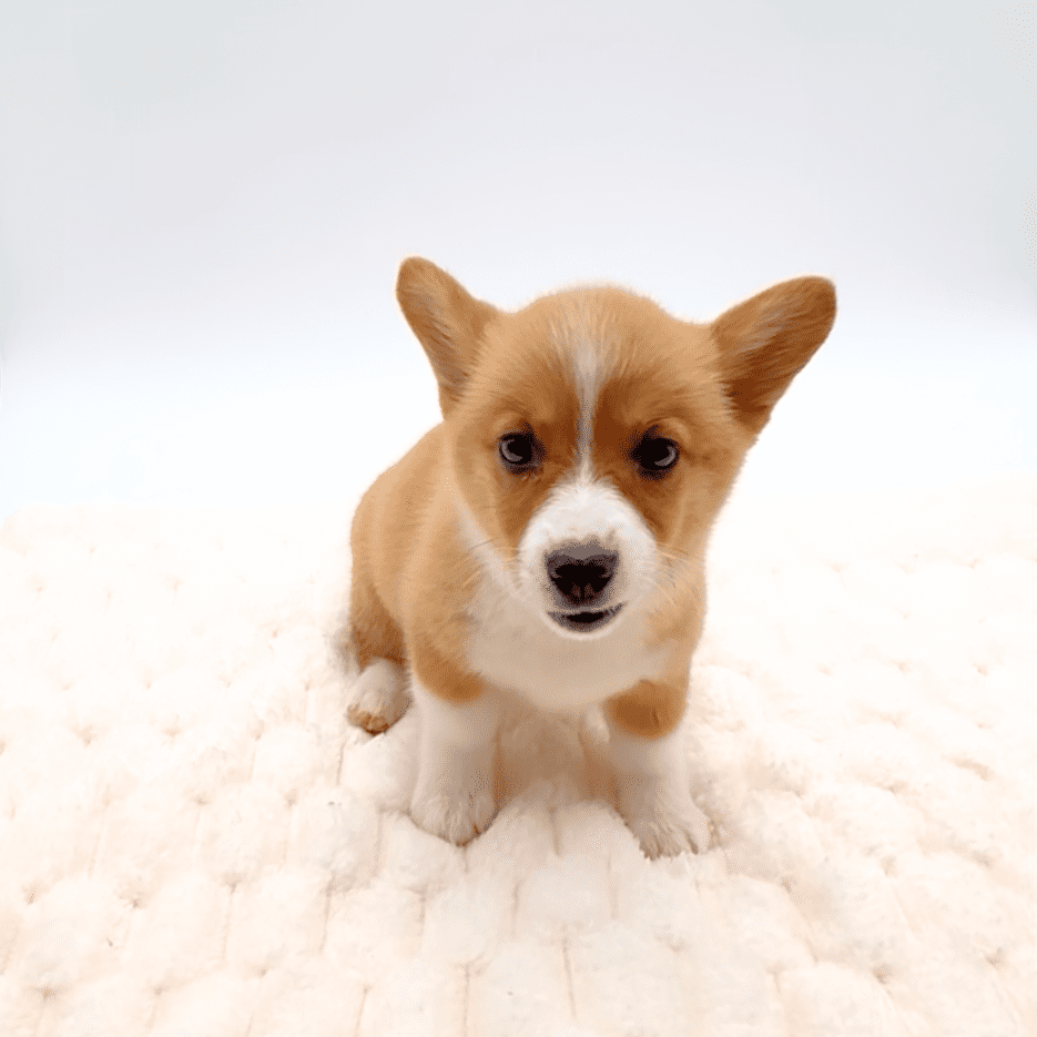 [#25455-08]  - Red / White F Pembroke Welsh Corgi Puppies For Sale