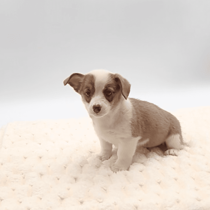 [#252133-07]  - Blue F Pembroke Welsh Corgi Puppies For Sale