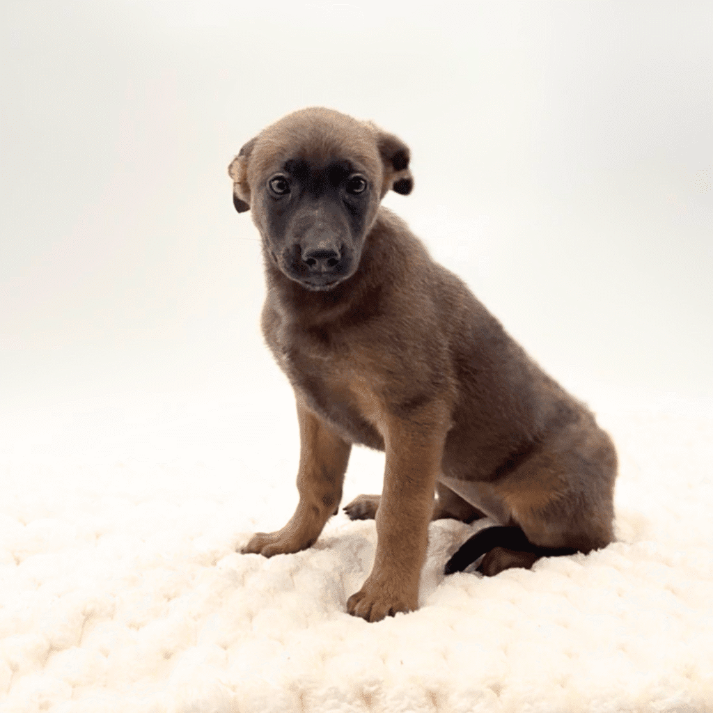 [#252626-05]  - Blue F Belgian Malinois Puppies For Sale