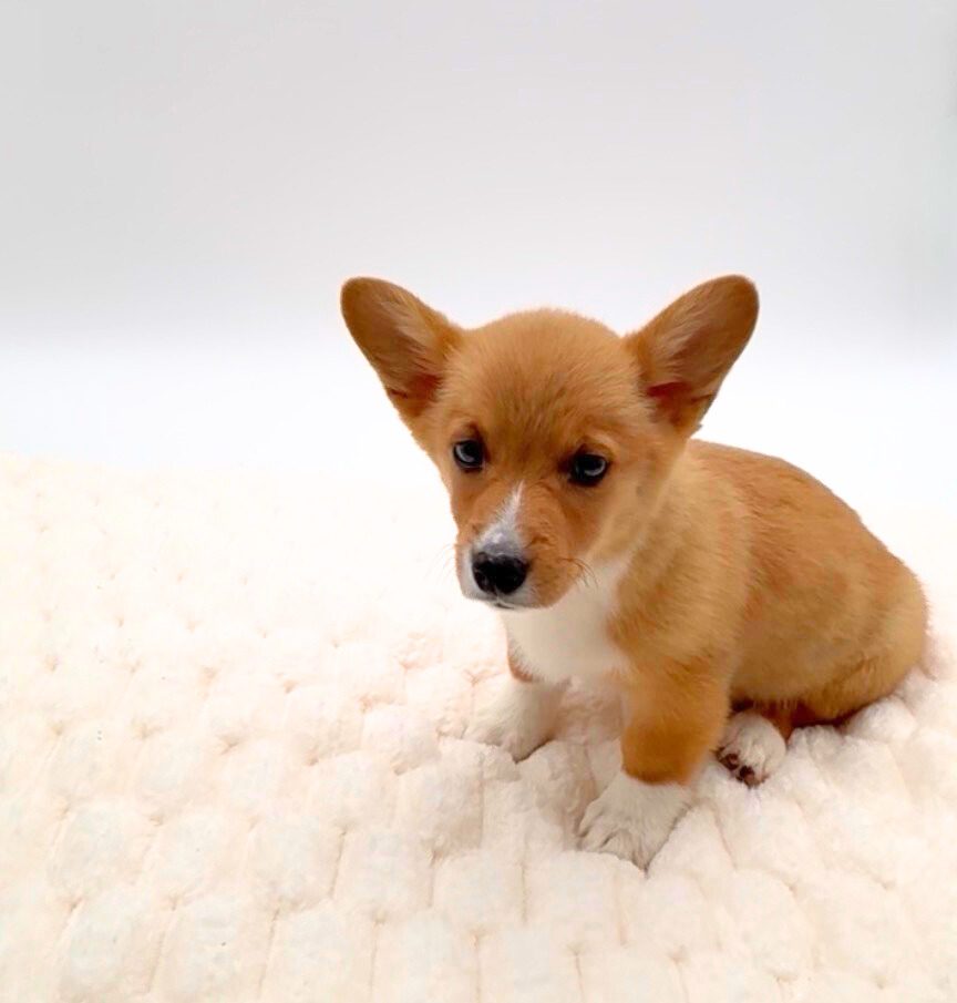 [#25455-02]  - Red / White M Pembroke Welsh Corgi Puppies For Sale