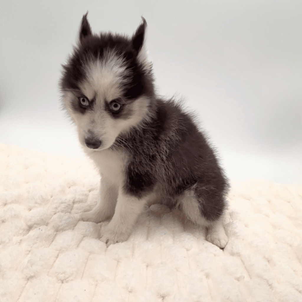 [#252835-01]  - Black / White M Pomsky 2nd Gen Puppies For Sale