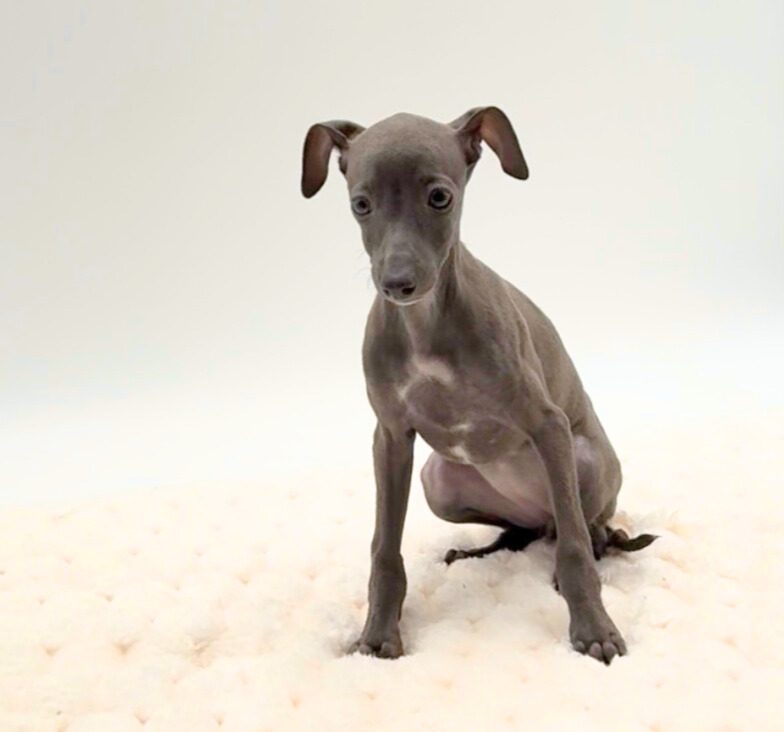 [#25700-03]  - Blue F Italian Greyhound Puppies For Sale