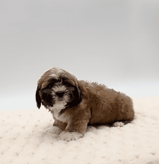 [#251986-02]  - Brown / White M Shih Tzu Puppies For Sale