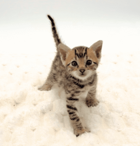 Bengal