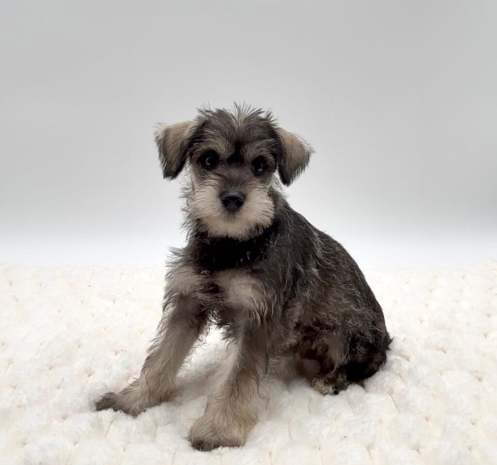 [#25301-03]  - Salt / Pepper F Miniature Schnauzer Puppies For Sale