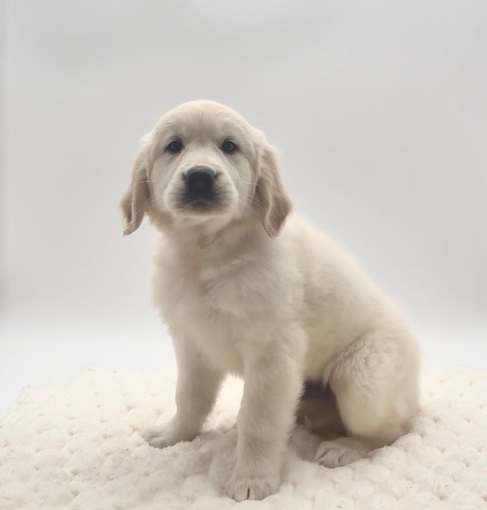 [#252676-02]  - Light Golden M Golden Retriever Puppies For Sale