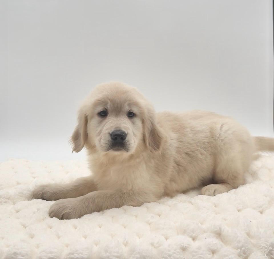 [#252674-08]  - Light Golden F Golden Retriever Puppies For Sale