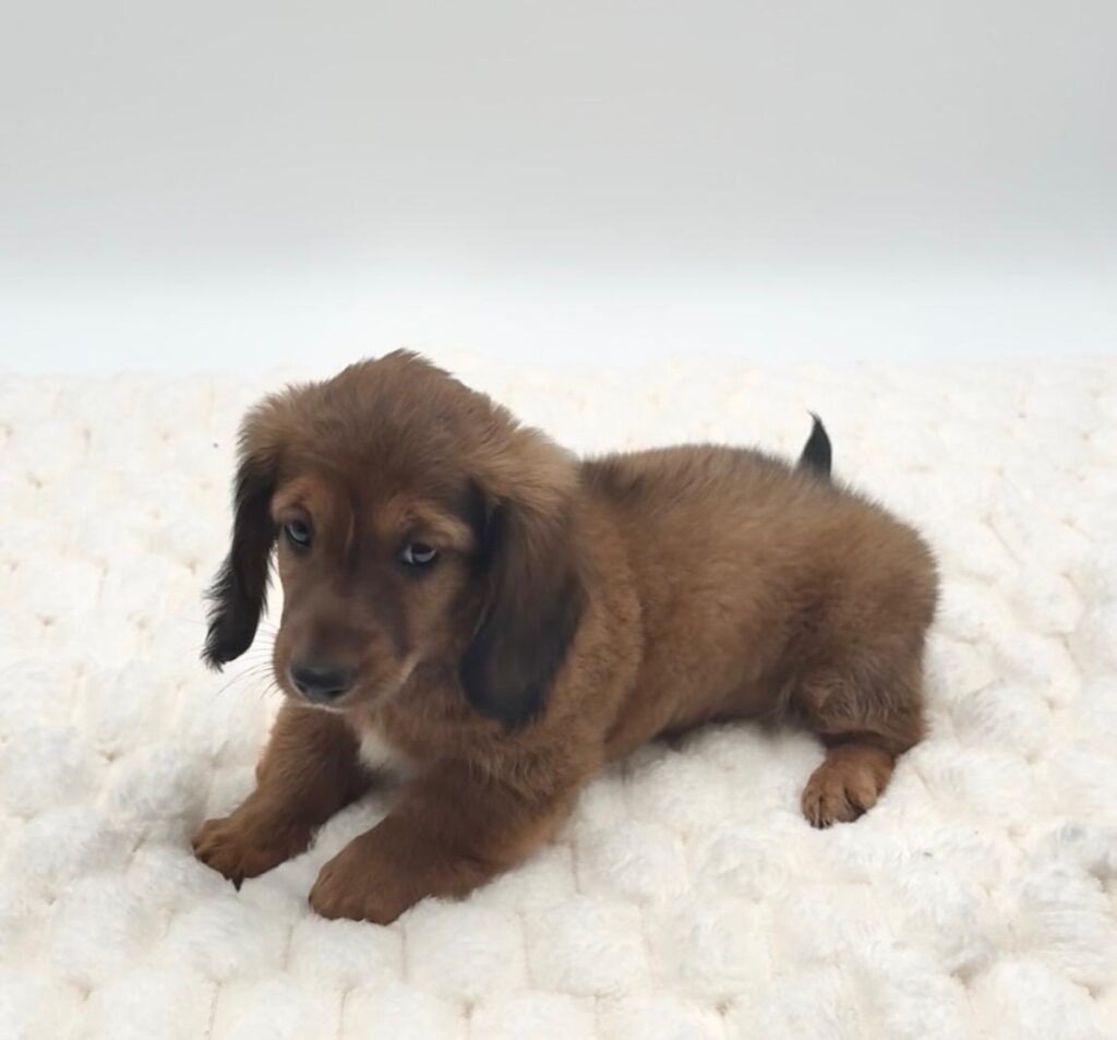 [#2529-02]  - Wild Boar M Dachshund Puppies For Sale