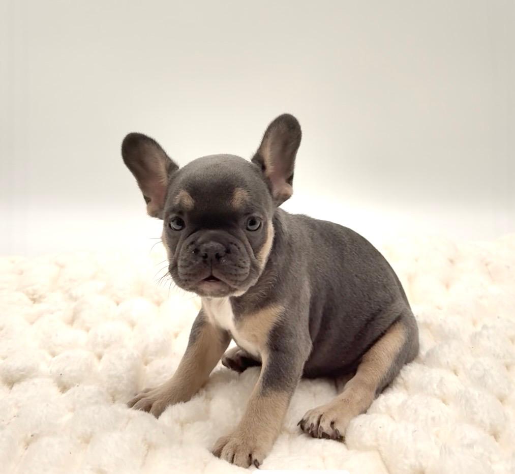 [#2586-01]  - Blue / Tan M French Bulldog Puppies For Sale