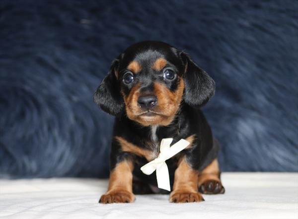 [#25117-04]  - Black / Tan M Dachshund Puppies For Sale