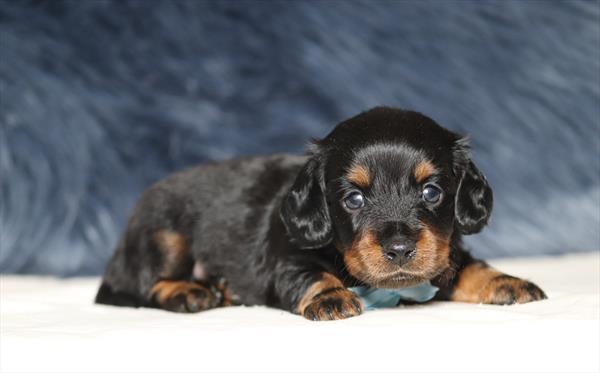 [#25118-01]  - Black / Tan M Dachshund Puppies For Sale