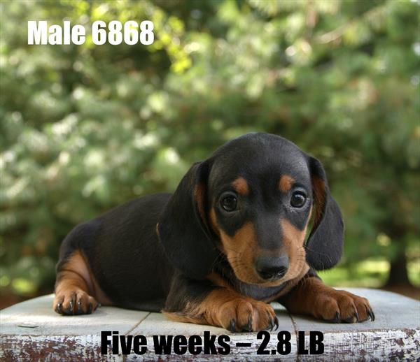 [#25681-04]  - Black / Tan M Dachshund Puppies For Sale