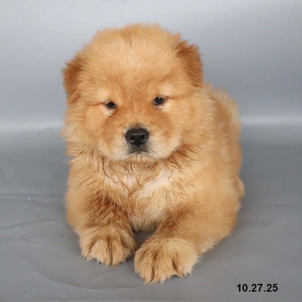 [#25822-01]  - Cinnamon M Chow Chow Puppies For Sale