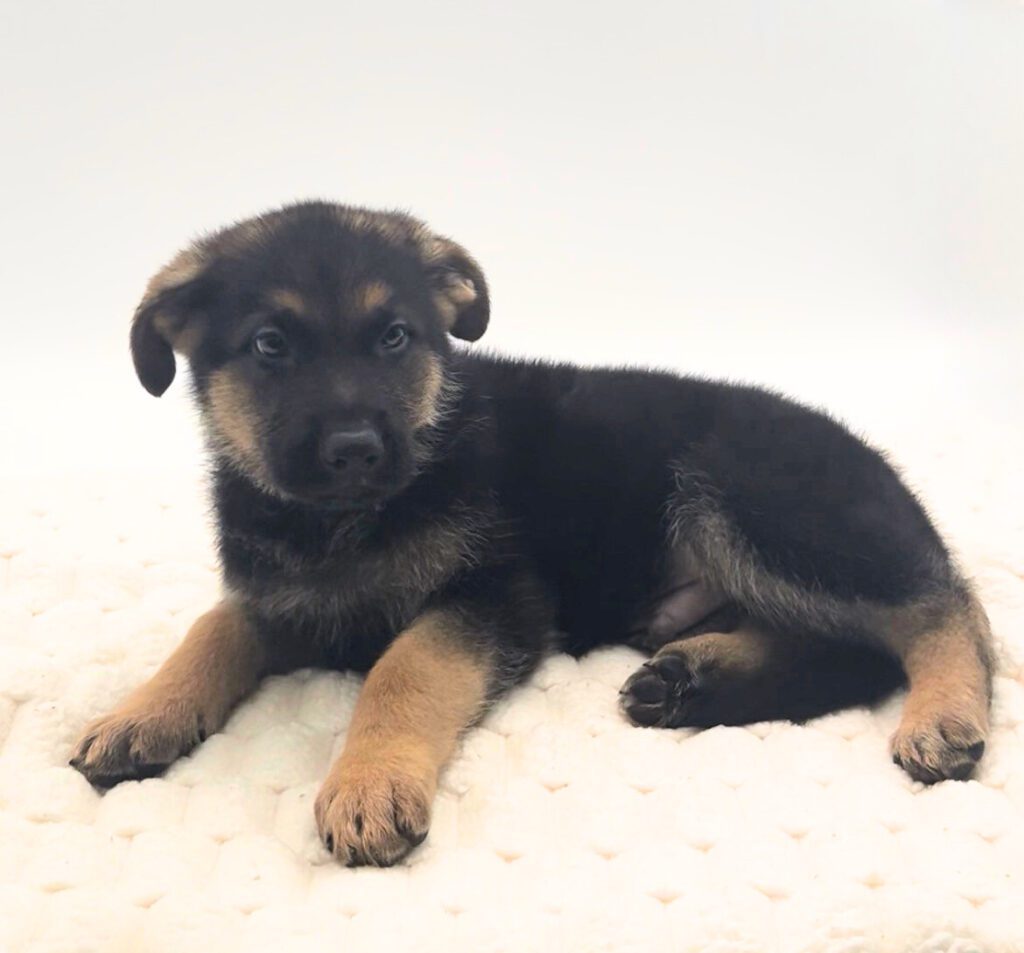 [#25774-04]  - Black / Tan M German Shepherd Dog Puppies For Sale
