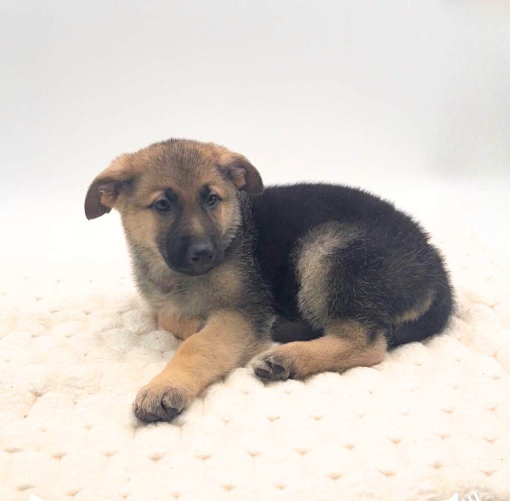 [#25774-05]  - Black / Tan F German Shepherd Dog Puppies For Sale