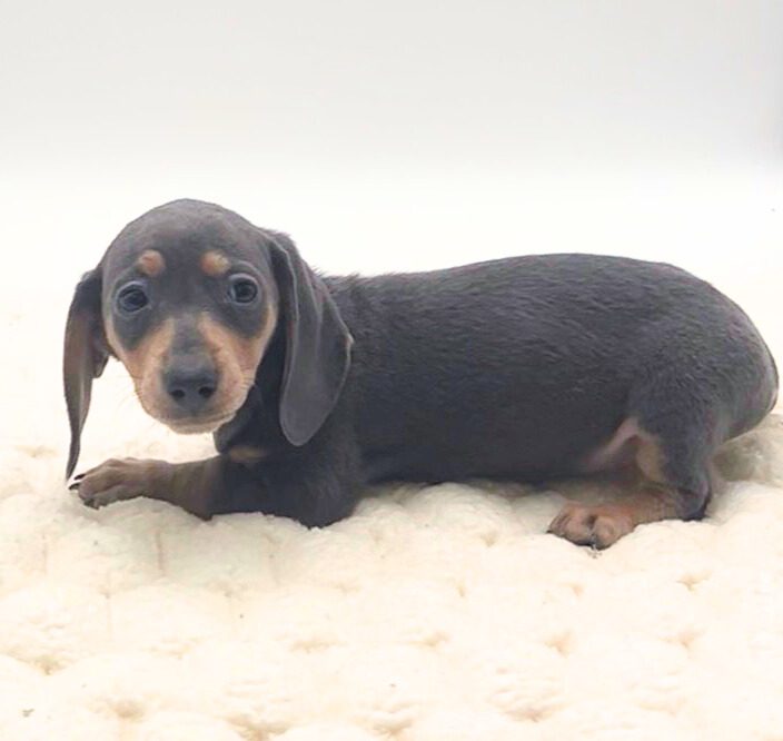 [#25749-03]  - Blue / Tan F Dachshund Puppies For Sale