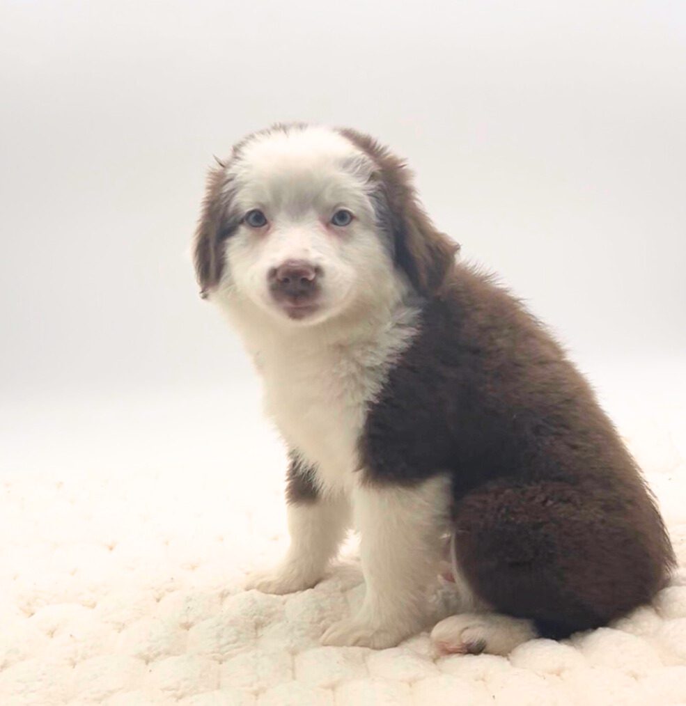 [#25752-03]  - Red / White M Miniature Australian Shepherd Puppies For Sale