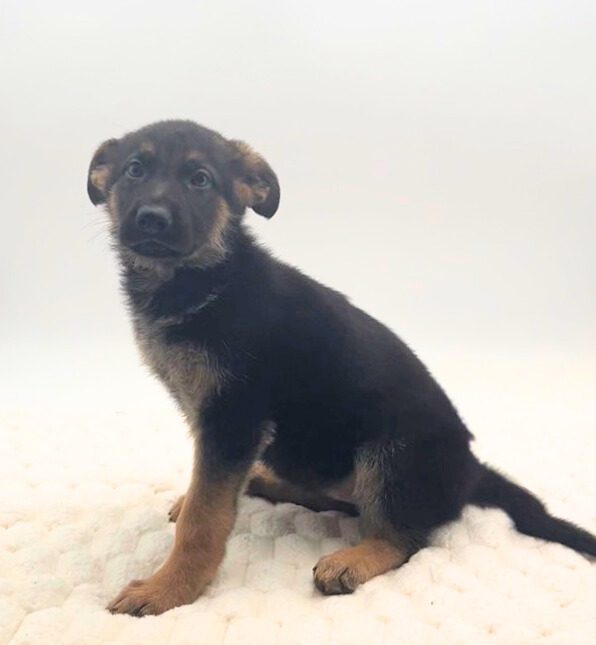 [#25774-07]  - Black / Tan F German Shepherd Dog Puppies For Sale