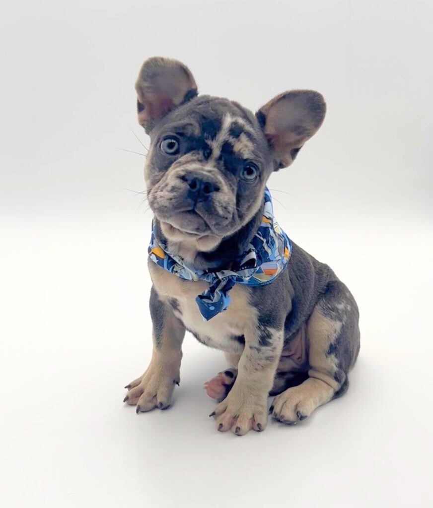 [#25769-01]  - Blue Merle M French Bulldog Puppies For Sale