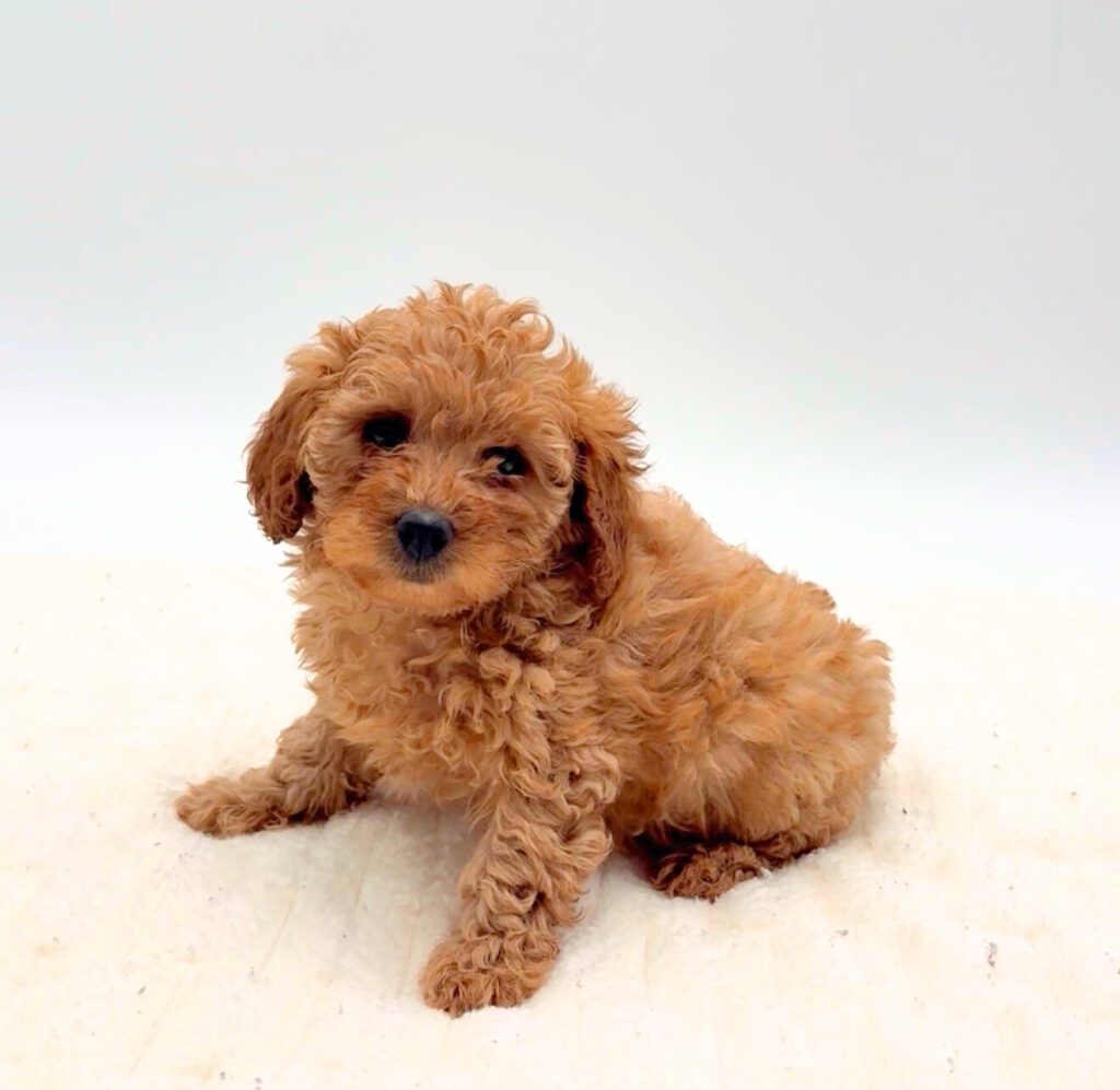 [#25730-04]  - Red F Poodle Mini Puppies For Sale