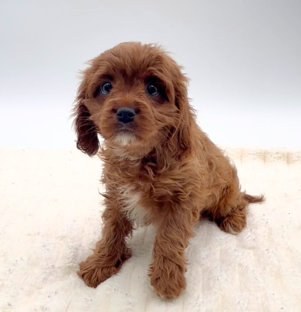 [#25780-03]  - Red F Cavapoo Puppies For Sale