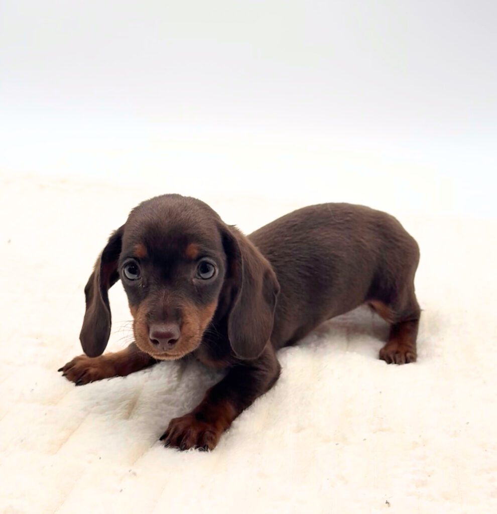 [#25118-04]  - Chocolate / Tan F Dachshund Puppies For Sale