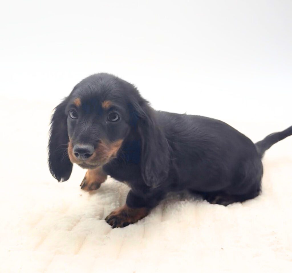 [#25117-02]  - Black / Tan M Dachshund Puppies For Sale