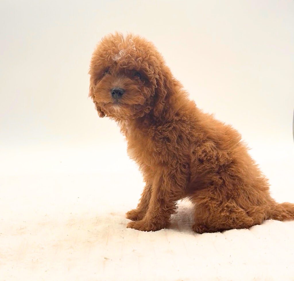 [#25786-03]  - Red F Poodle Mini Puppies For Sale