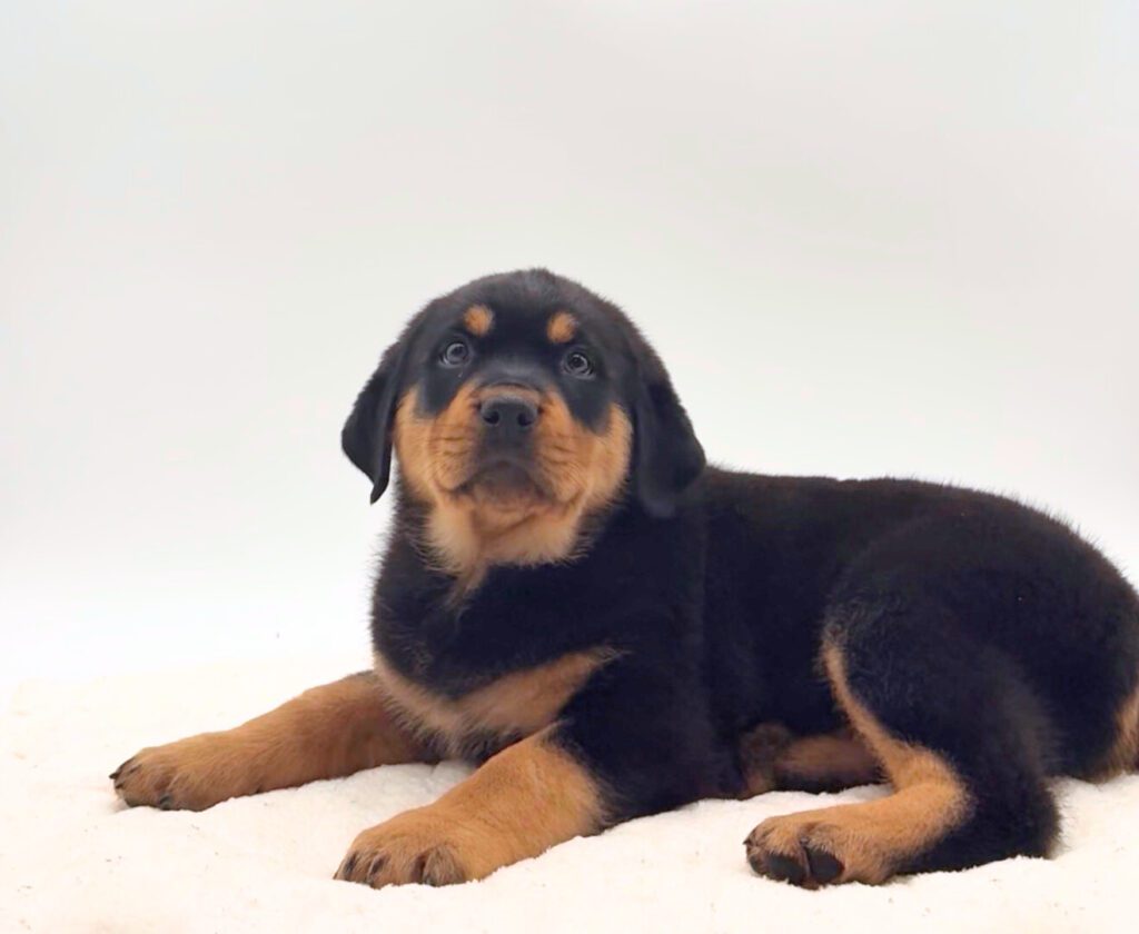 [#25346-03]  - Black / Tan M Rottweiler Puppies For Sale