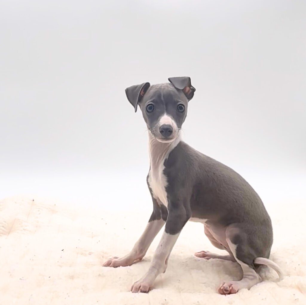 [#25242-04]  - Blue / White F Italian Greyhound Puppies For Sale