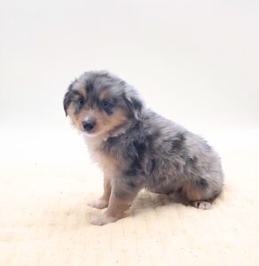 Miniature Australian Shepherd